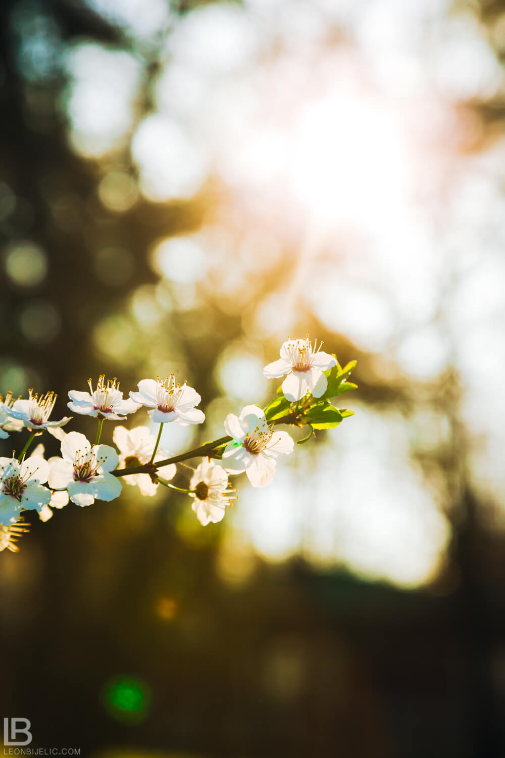 BEAUTIFUL SPRING PHOTOS 2019 – FLOWERS / BY PHOTOGRAPHER LEON BIJELIC / HAMBURG - BANJA LUKA - BEOGRAD - BELGRADE - STUTTGART